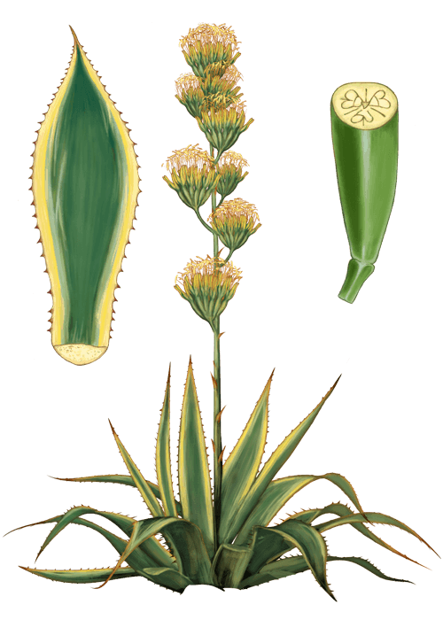 Botanical / Illustration von Agavendicksaft 