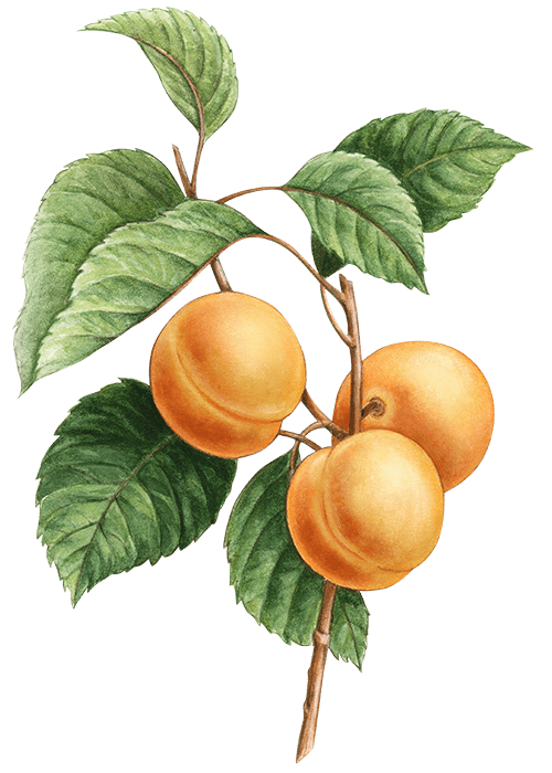 Botanical / Illustration von Fruchtliebe Aprikose 75% 