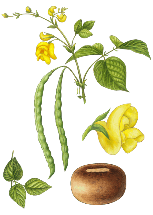 Botanical / Illustration von Azukibohnen 