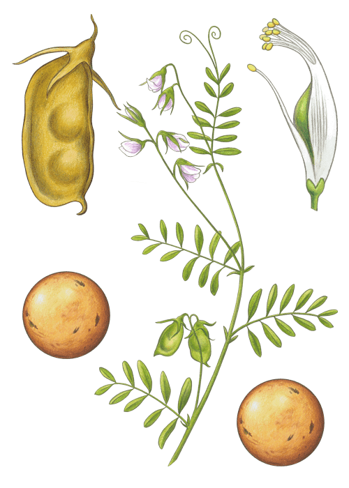 Botanical / Illustration von Berglinsen 