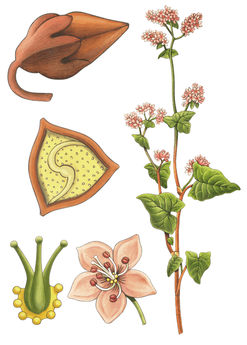 Botanical / Illustration von Buchweizengrütze 