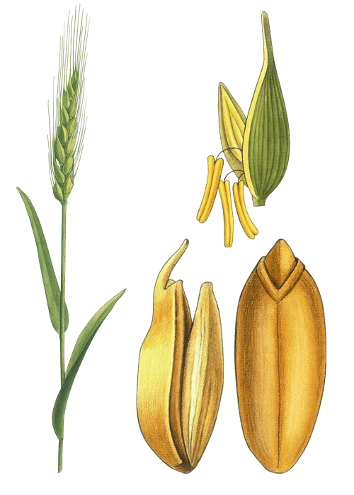 Botanical / Illustration von Bulgur 
