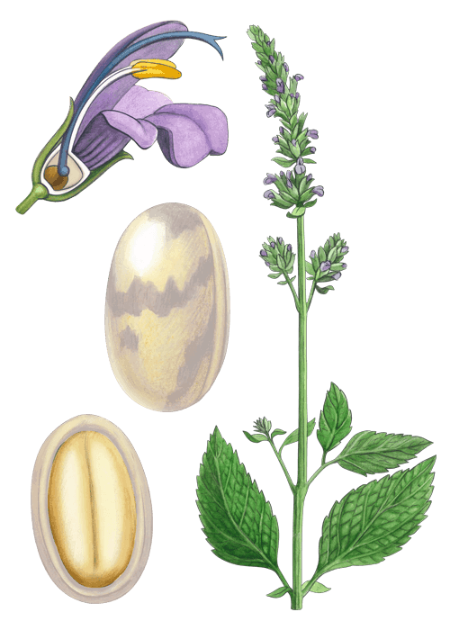 Botanical / Illustration von Chiasamen 