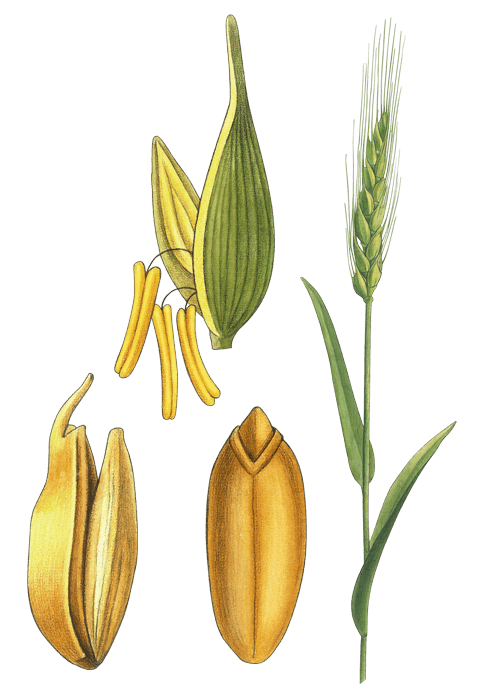 Botanical / Illustration von Couscous 