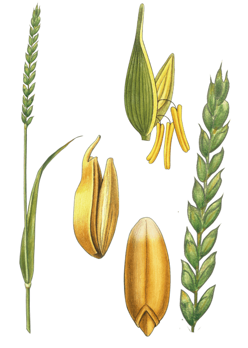 Botanical / Illustration von Dinkel 
