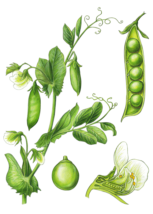 Botanical / Illustration von Erbsen 