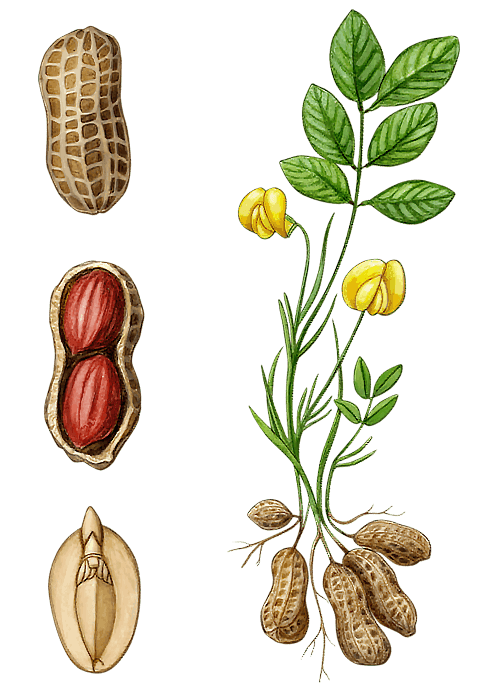 Botanical / Illustration von Erdnusskerne 