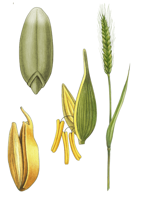 Botanical / Illustration von Grünkern 