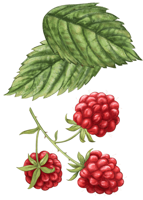 Botanical / Illustration von Fruchtliebe Himbeere 75% 