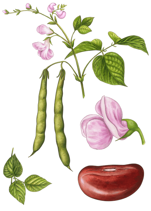 Botanical / Illustration von Kidneybohnen 