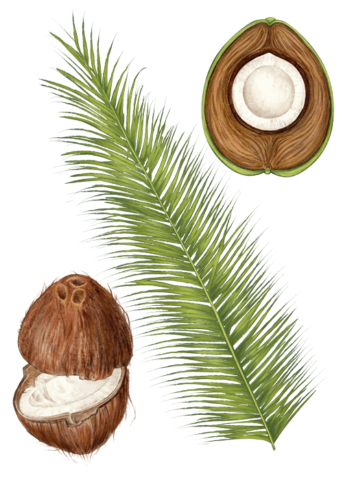 Botanical / Illustration von Kokosraspeln 
