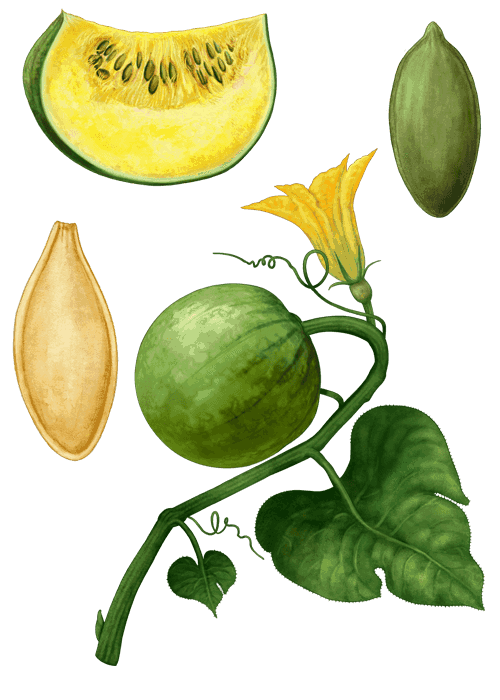 Botanical / Illustration von Kürbiskerne 