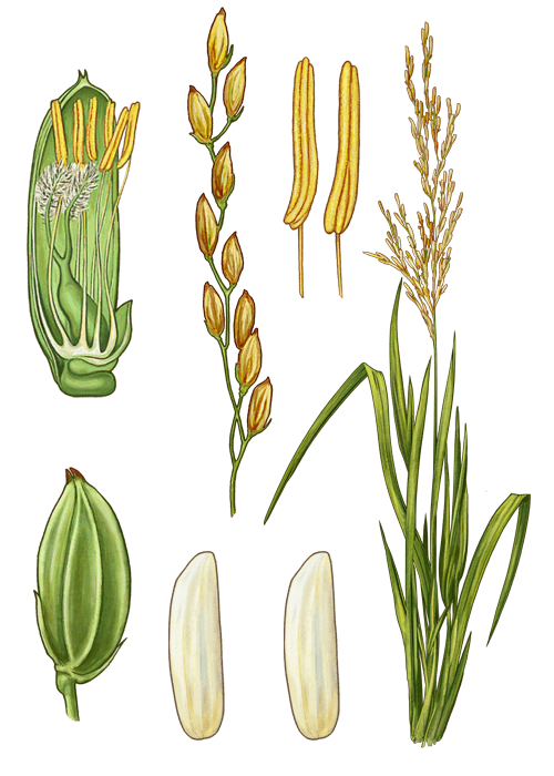 Botanical / Illustration von Parboiled Langkornreis 