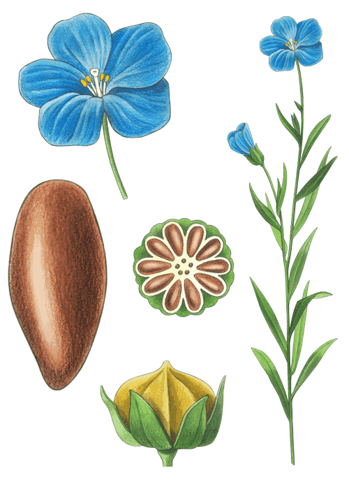 Botanical / Illustration von Leinsaat 