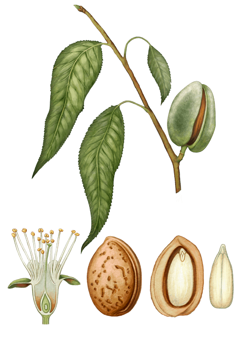 Botanical / Illustration von Mandelkerne 