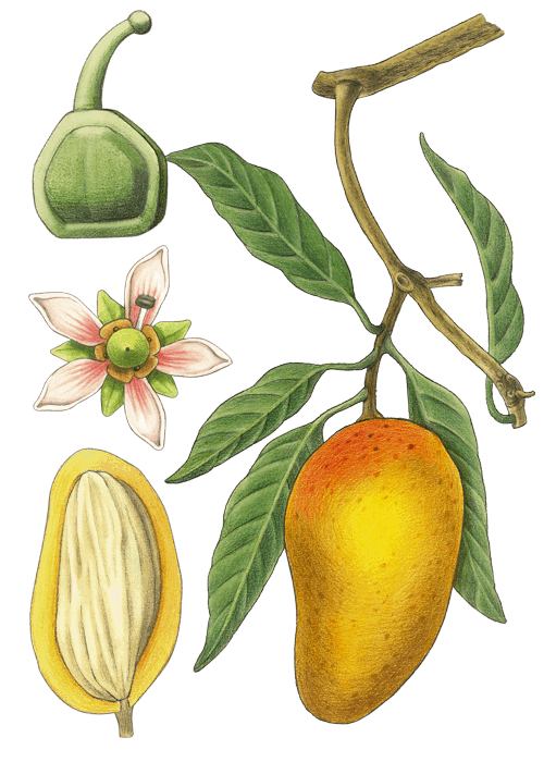 Botanical / Illustration von Mango 