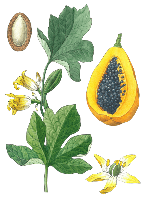 Botanical / Illustration von Papaya 