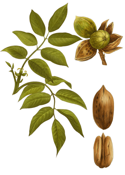 Botanical / Illustration von Pekannusskerne 