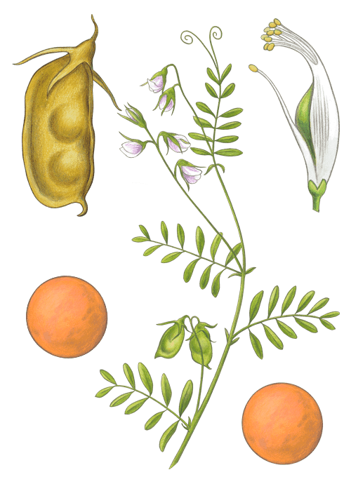 Botanical / Illustration von Linsen rot 