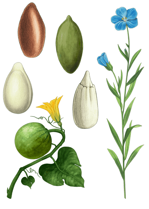 Botanical / Illustration von Samenmischung 