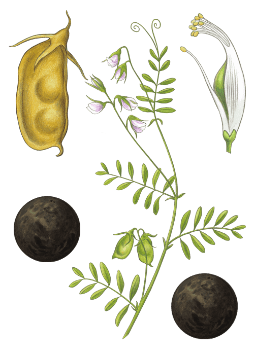 Botanical / Illustration von Linsen schwarz 