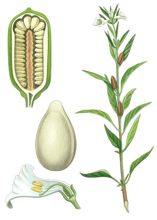 Botanical / Illustration von Sesamsaat 