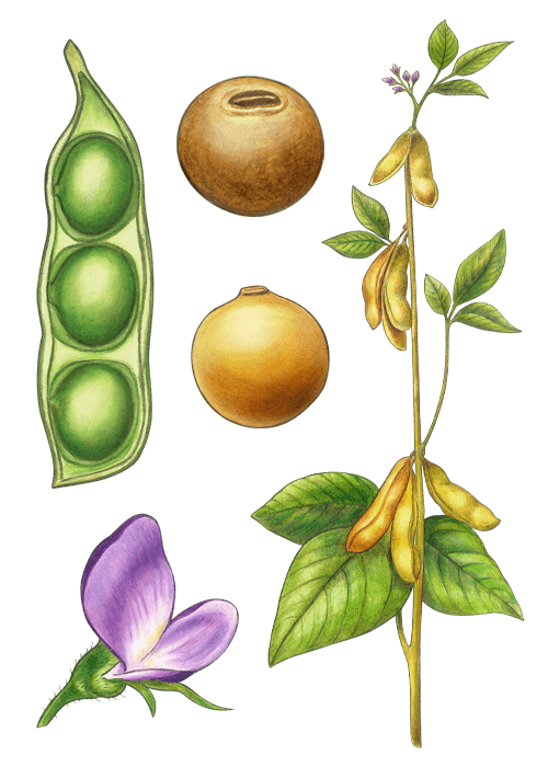 Botanical / Illustration von Sojakerne 