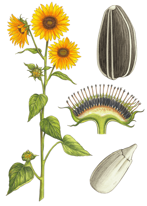 Botanical / Illustration von Sonnenblumenkerne 