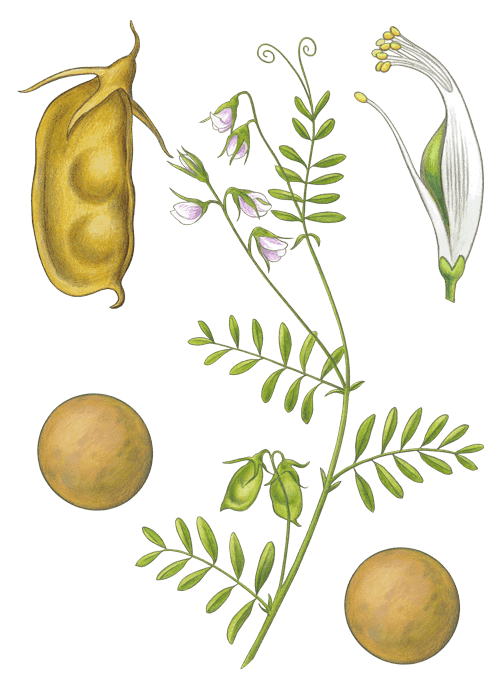 Botanical / Illustration von Tellerlinsen 