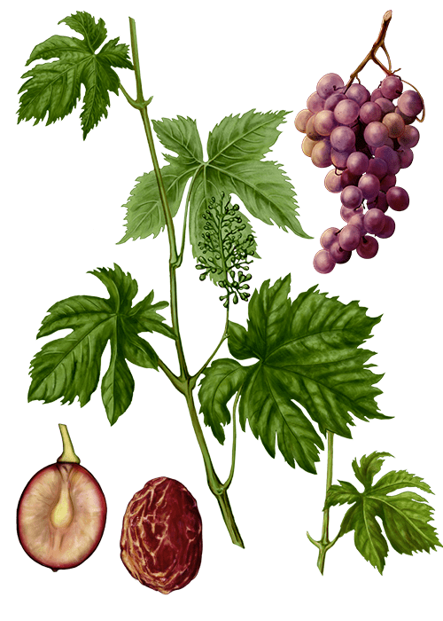 Botanical / Illustration von Weinbeeren 
