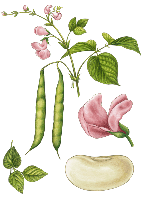 Botanical / Illustration von Bohnen 