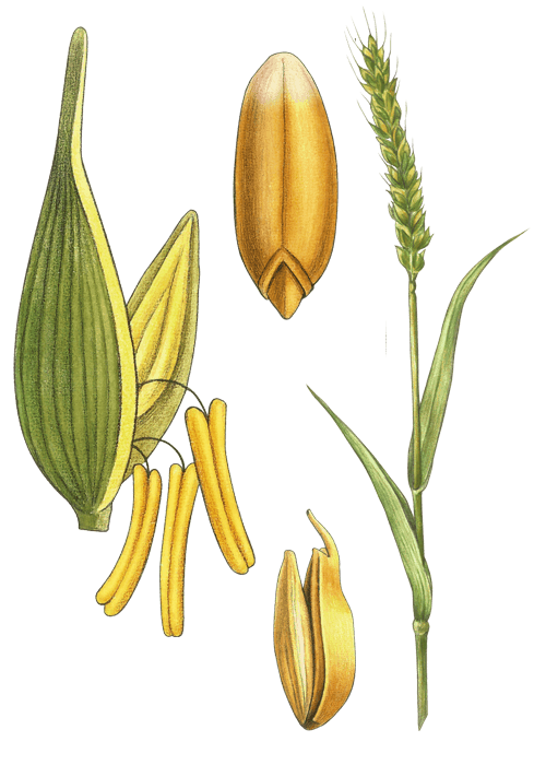 Botanical / Illustration von Weizen 