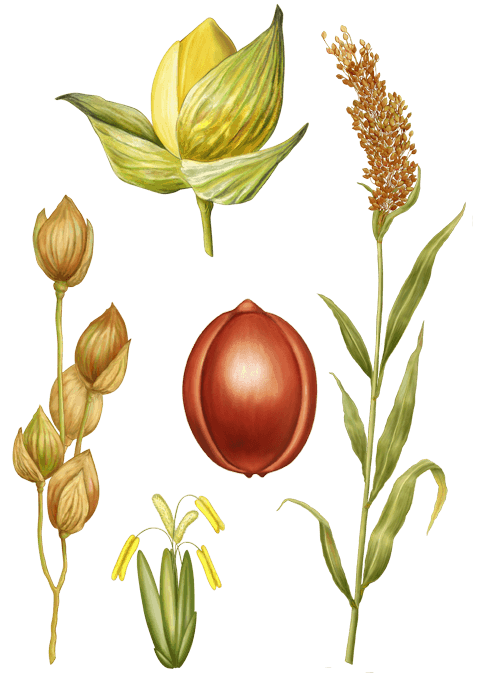 Botanical / Illustration von Wilde Braunhirse 